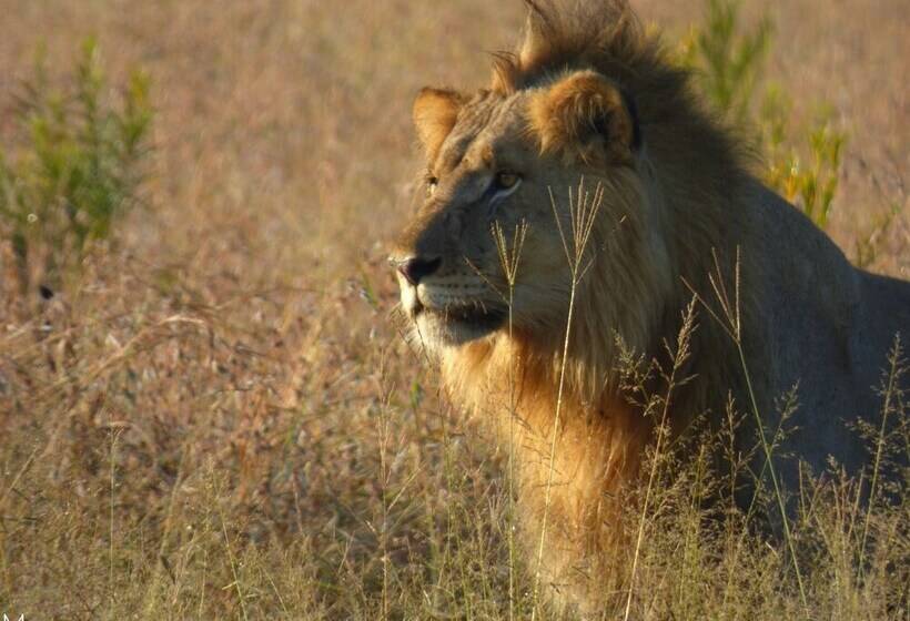 호텔 Thorn Tree Bush Camp