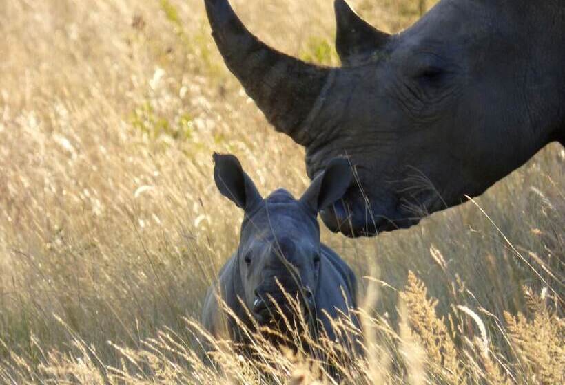 호텔 Thorn Tree Bush Camp