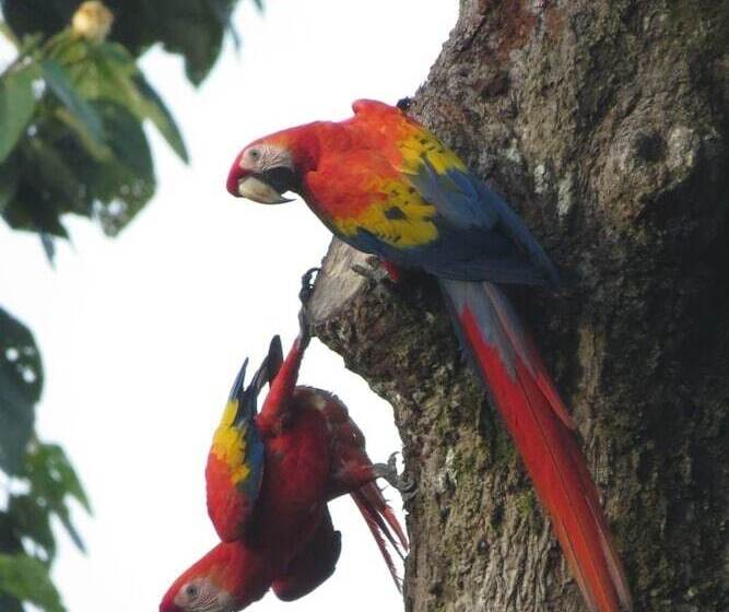 בית מלון כפרי Villas En El Bosque