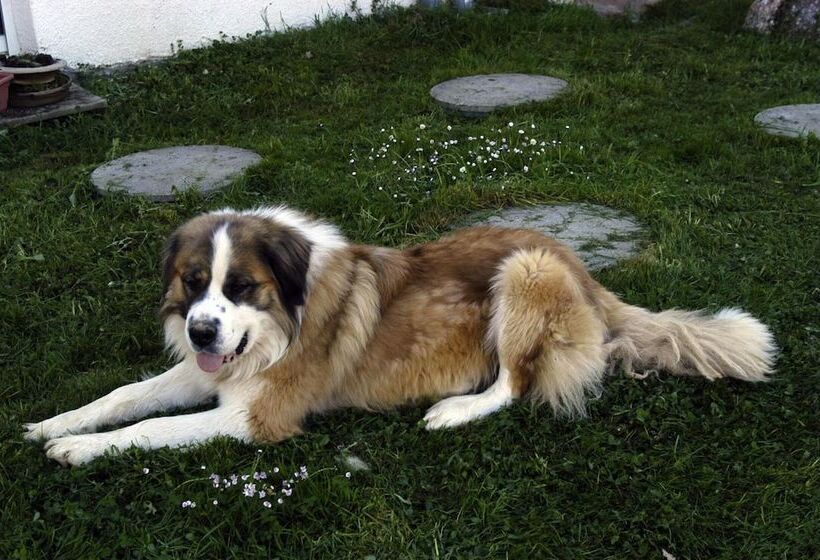 ペンション Chambres D Hotes Au Vieux Logis