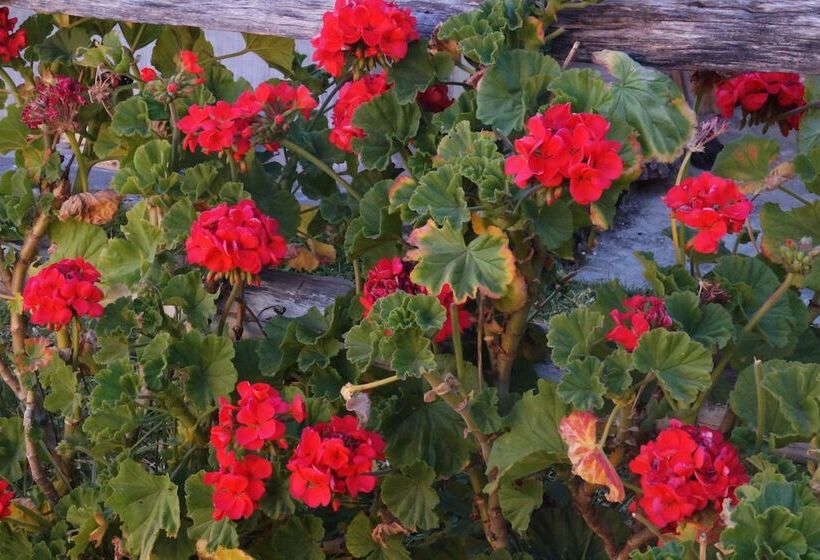 پانسیون Hostal Rosita Guayama Quilotoa