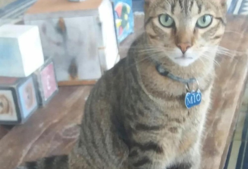 Urantia Boutique Hostel