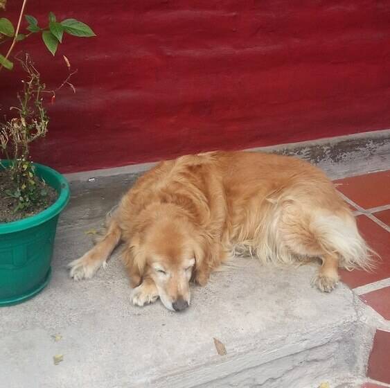 住宿加早餐  Arie S Cabin