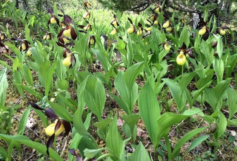 مبيت وإفطار Grana Bryggeri