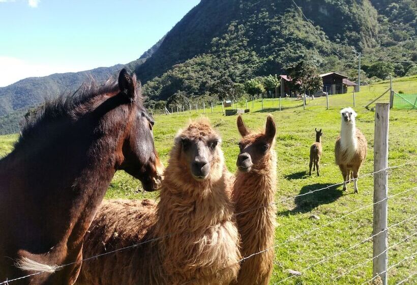 Casa L Amore Pululahua B&b Hostel