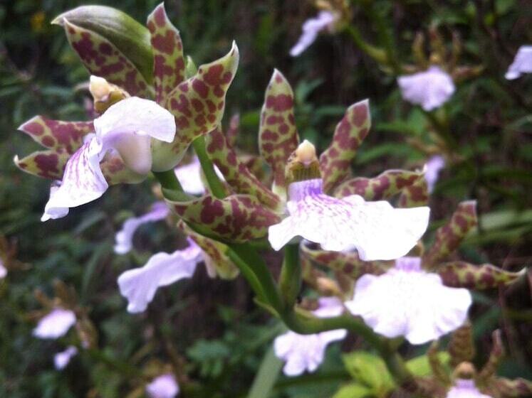 فندق Casa Fazenda Inglesa