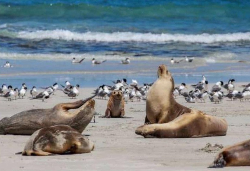 호텔 Discovery Parks   Kangaroo Island