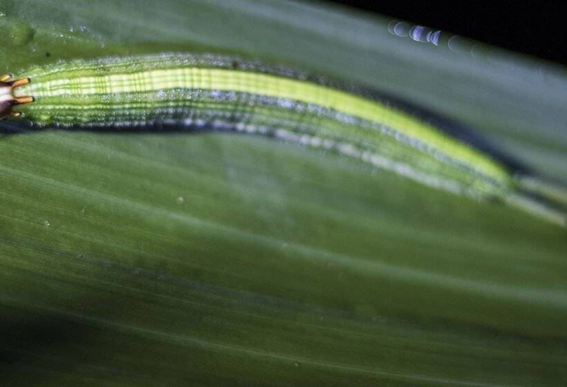 ホテル El Edén Treehouse