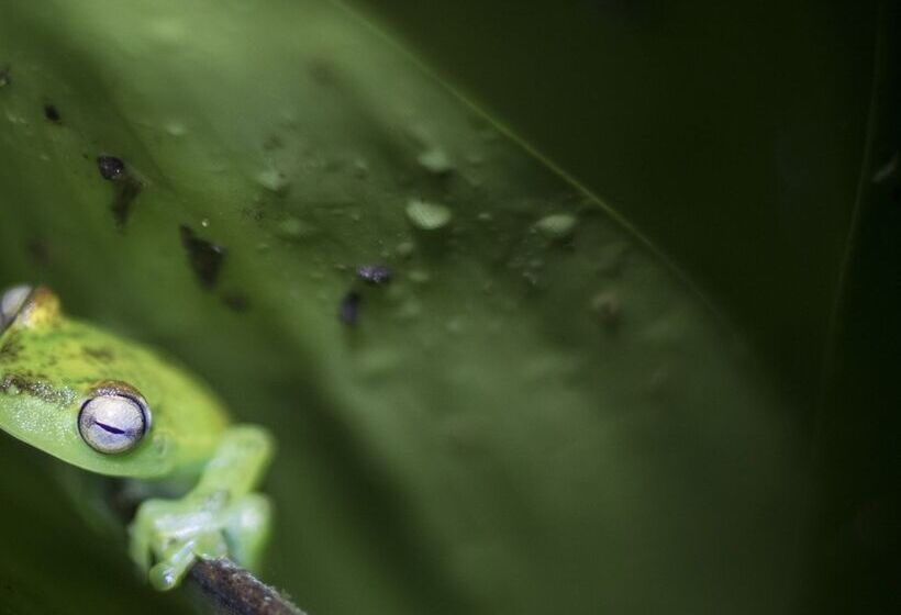 ホテル El Edén Treehouse