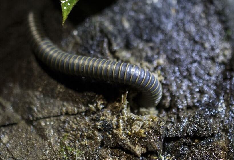 ホテル El Edén Treehouse