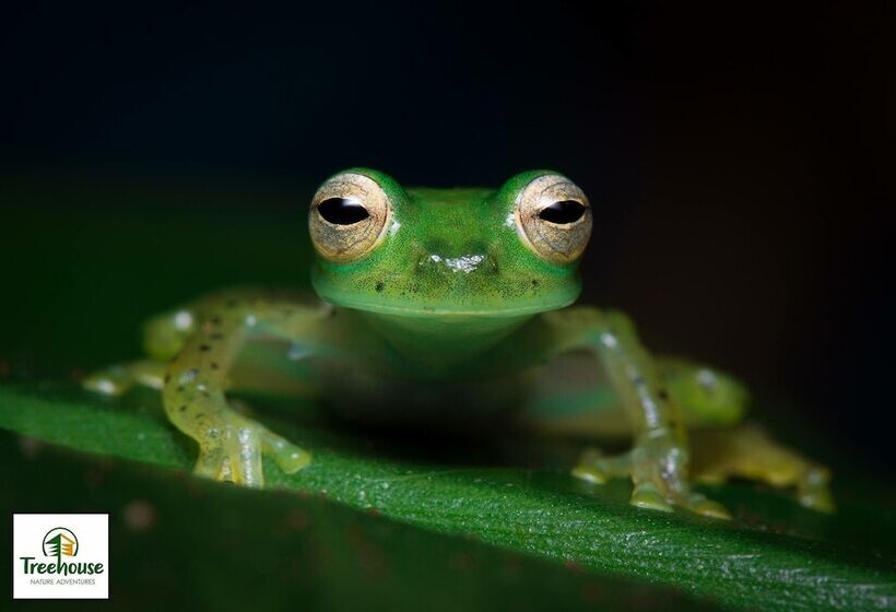 ホテル El Edén Treehouse