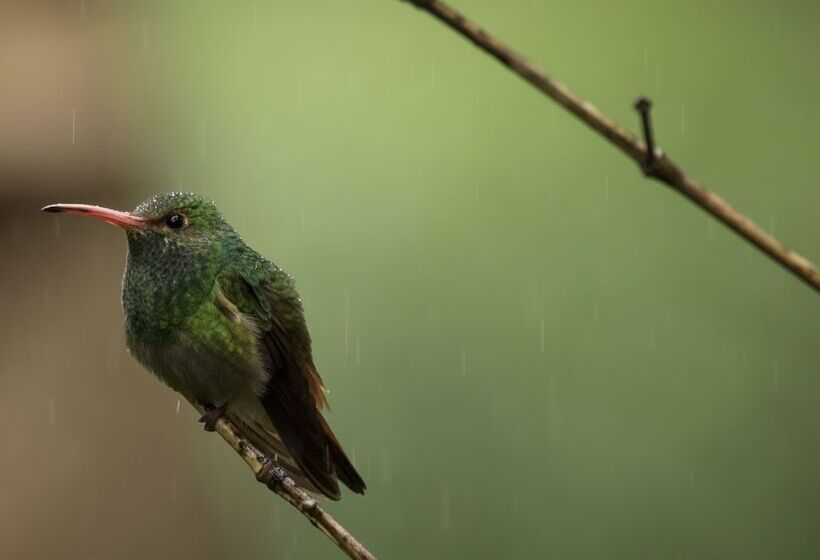 ホテル El Edén Treehouse