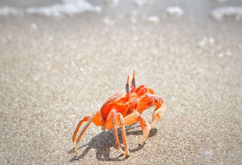 هتل Seaside Garden Ecolodge Mompiche