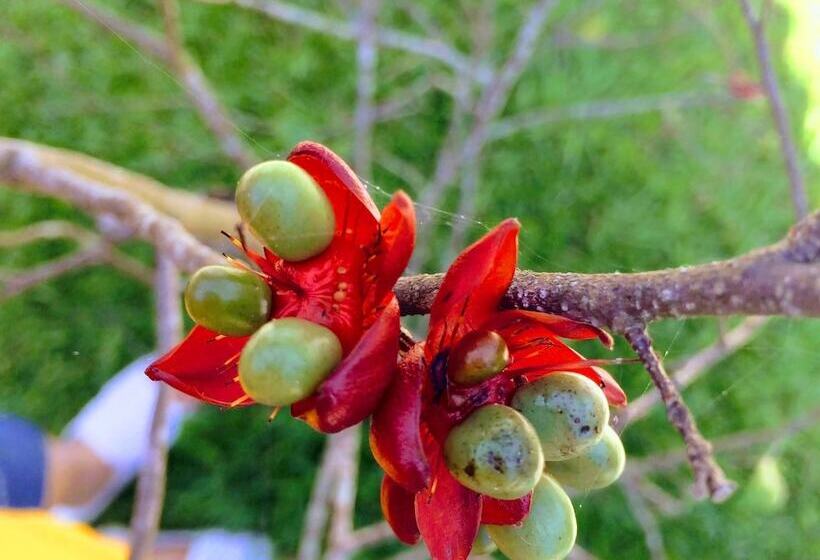 پانسیون Son River House