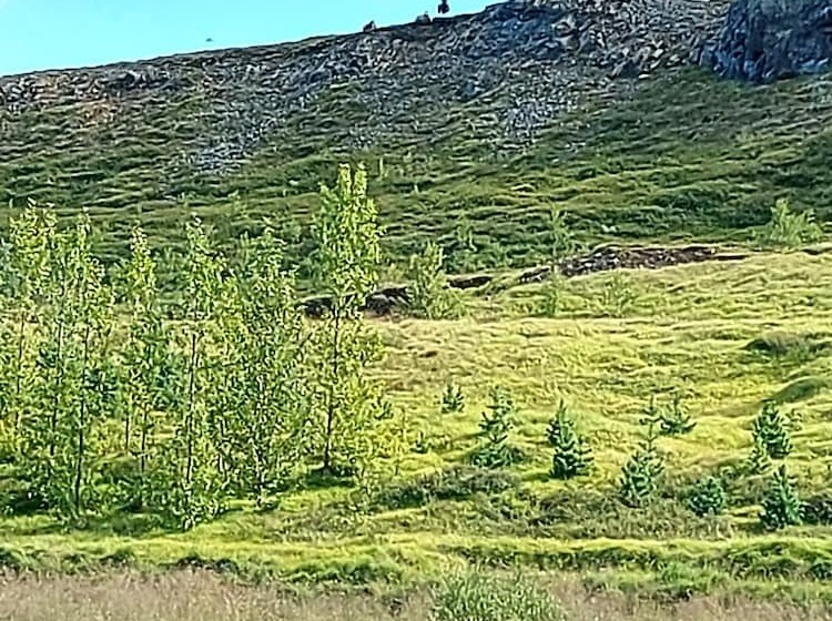 ásgeirsstaðir Cottages