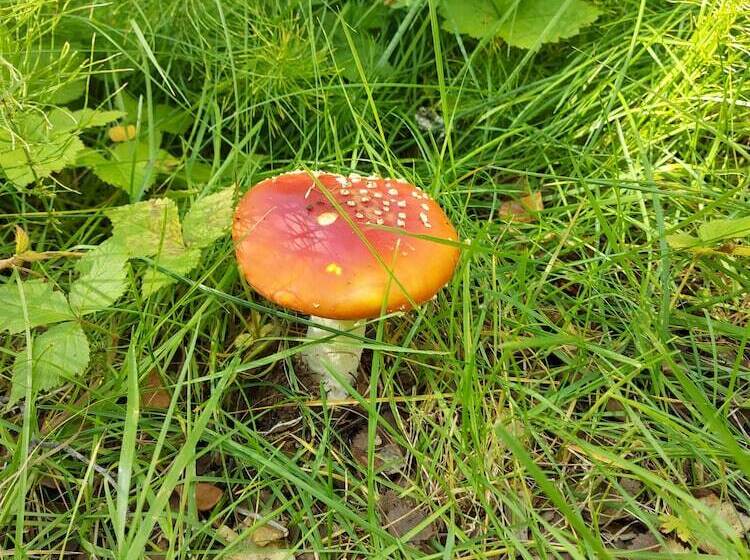 ásgeirsstaðir Cottages