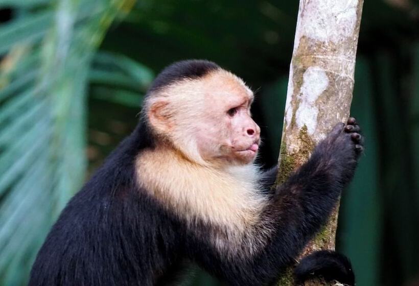 B&b Jardin De Los Monos