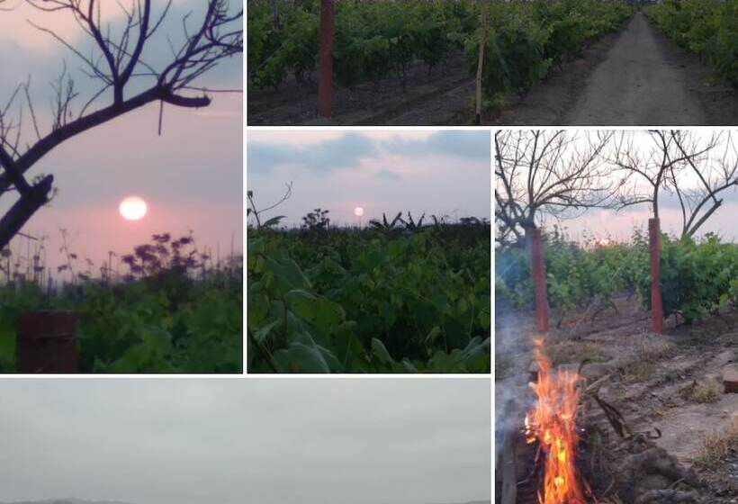 ベッドアンドブレックファースト La Viña De Oscar