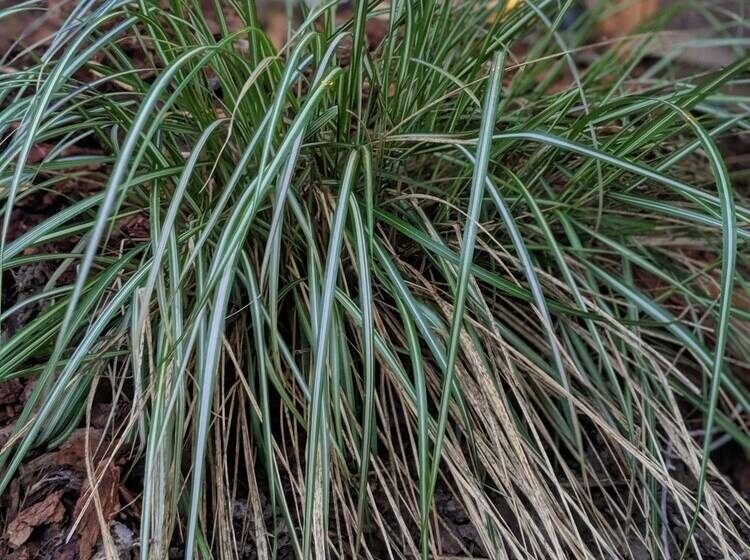 مبيت وإفطار Sagebrush Inn And Suites