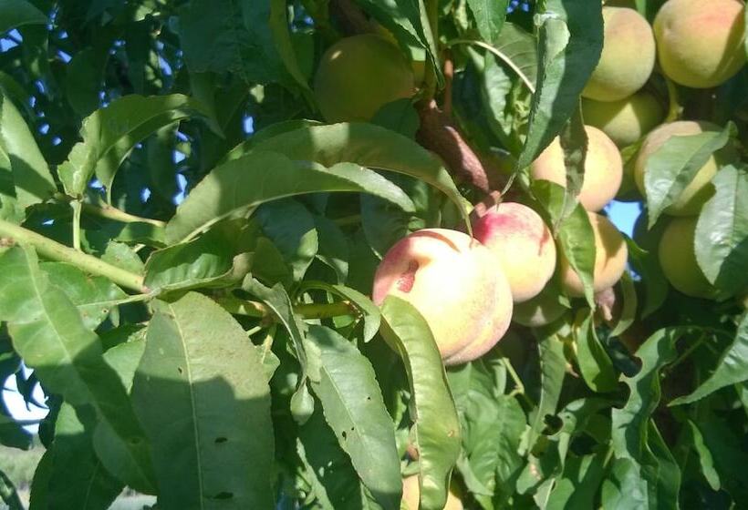 Chacra La Calandria B&b