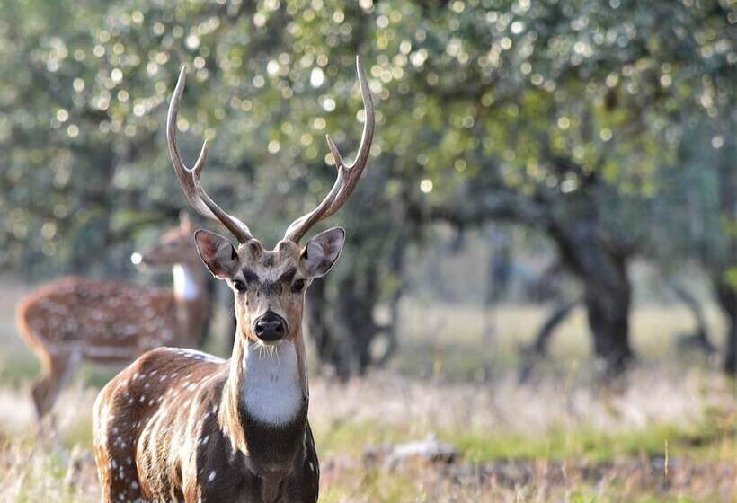 Cowboys And Angels Retreat