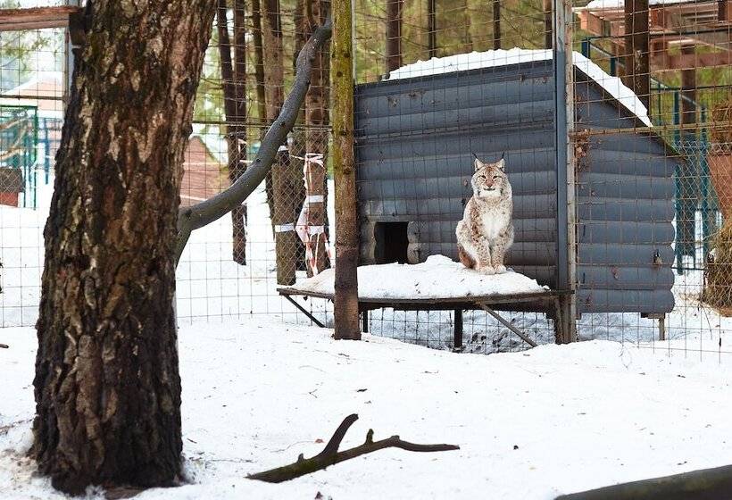 Eco Hotel Romanov Les