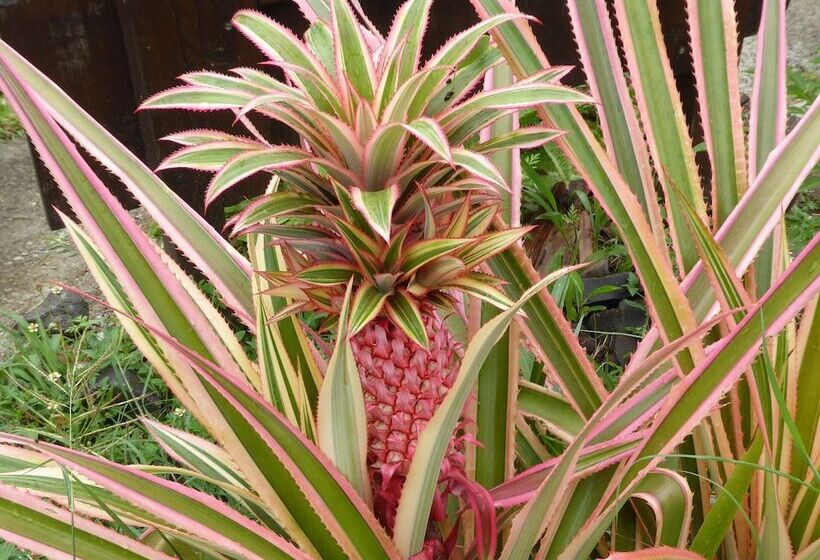 Habitation Desrosiers