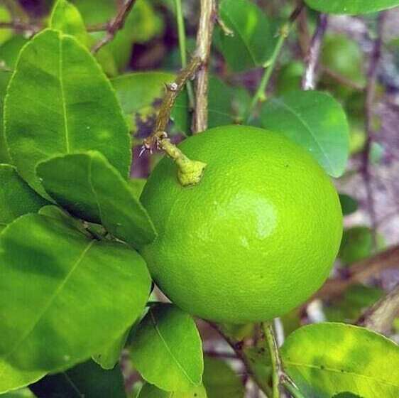 فندق فئة نجمة واحدة Cerrito Tropical