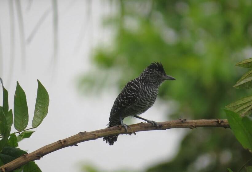 فندق Alta Vista Amazon Lodge