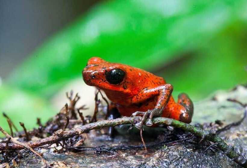 فندق Casa Grande Ecolodge At Pacuare Reserve