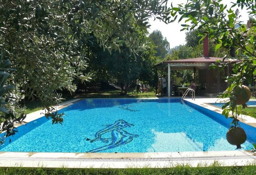 فندق Defne Pansiyon