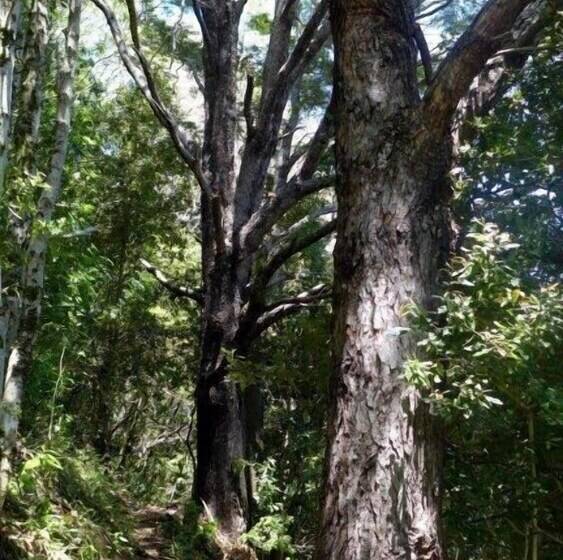 Отель Kila Tai Tai Lodge