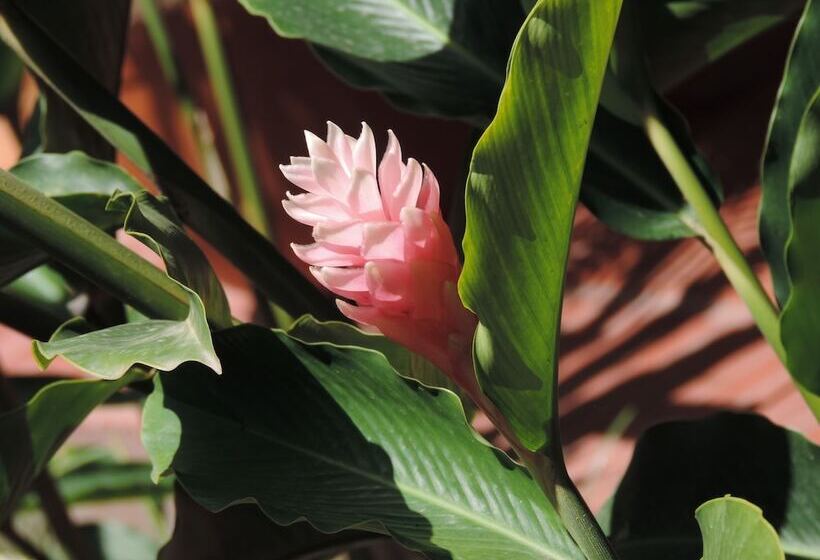 בית מלון כפרי La Casa Amarilla