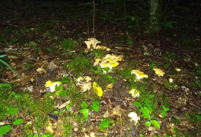 فندق Lodge Hôtel Domaine De Sommedieue