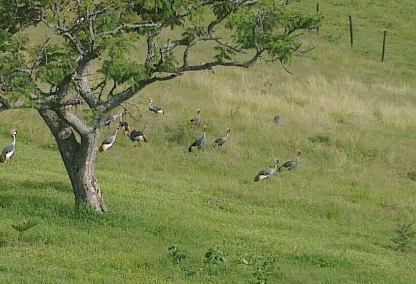 هتل The Crested Crane Bwindi