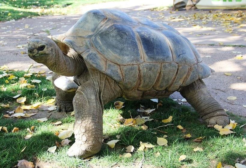 모텔 Rockerville Lodge & Cabins