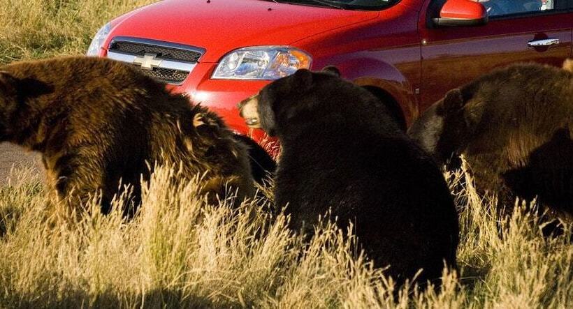 모텔 Rockerville Lodge & Cabins