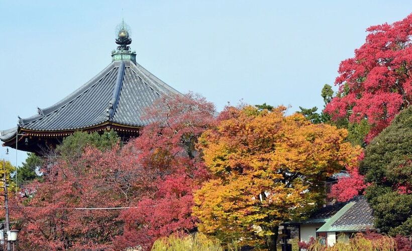 ペンション Cotton 100 Percent