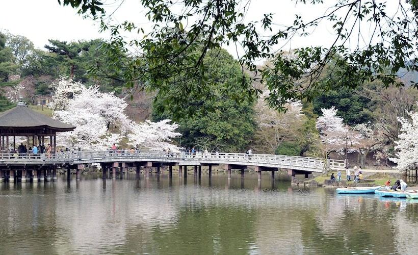 ペンション Cotton 100 Percent