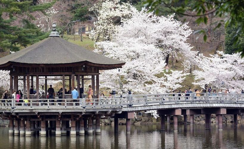 ペンション Cotton 100 Percent