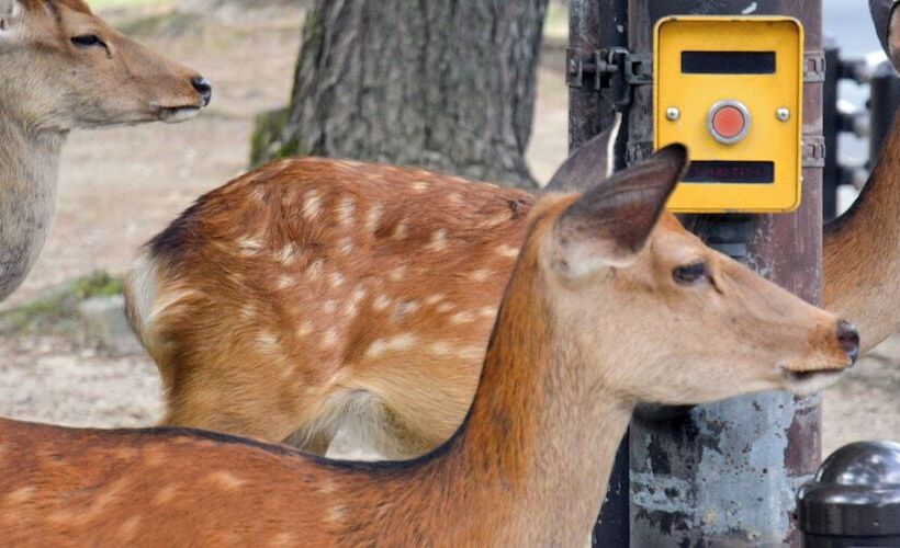 ペンション Cotton 100 Percent