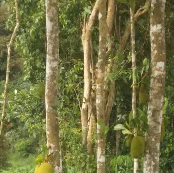 Пансион Drmind Farm