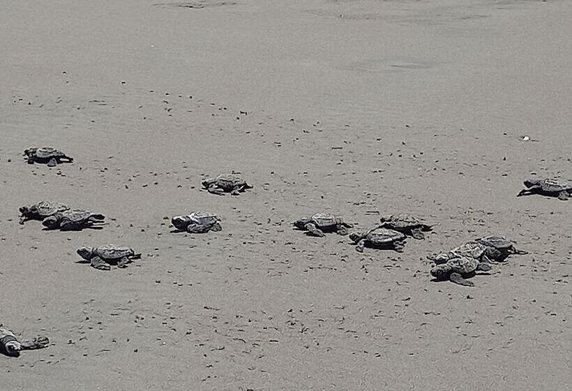 بنسيون La Veranera Guest House