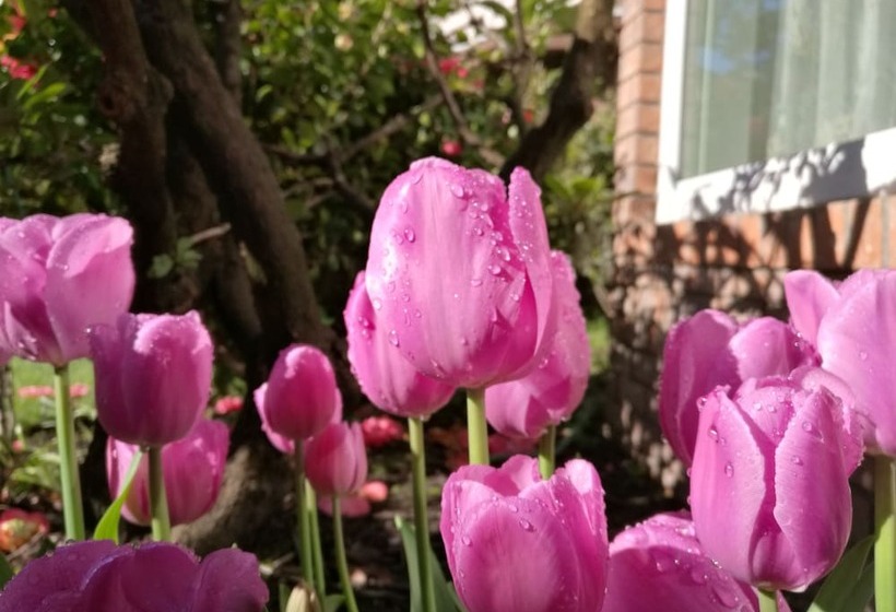 پانسیون Teresa S House