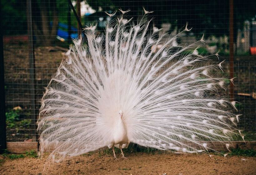 پانسیون Usadba Skornyakovo Arhangelskoye