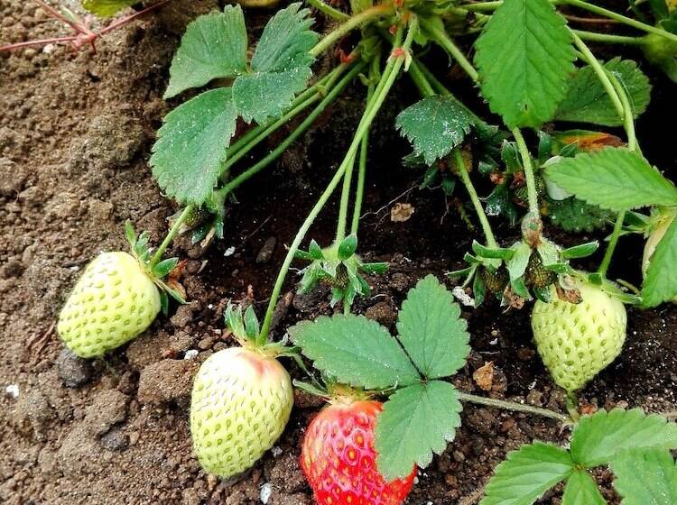 Yurt In Puyehue With Volcano Views