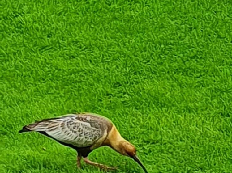 Cabañas Normana Inn