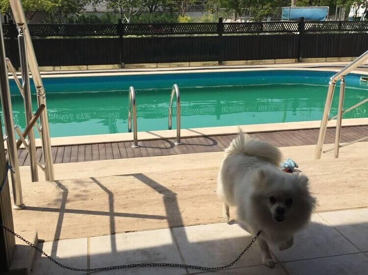 فندق Dardanos Pension