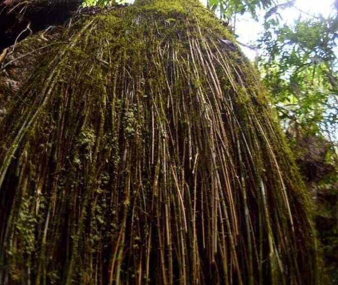 Отель Ecolodge Las Nubes Chiapas