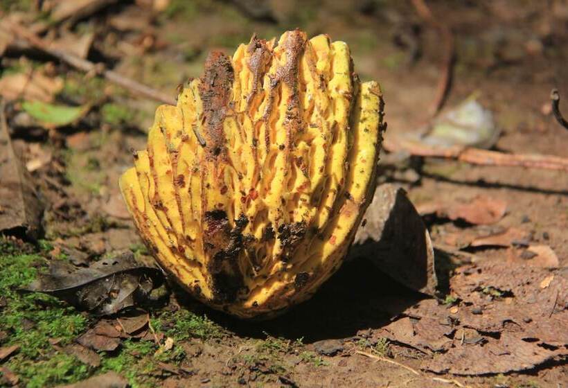 هتل Green Forest Ecolodge